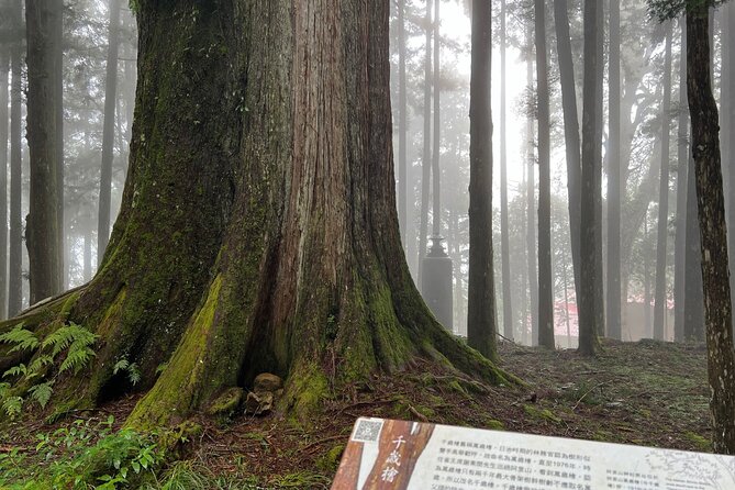 Alishan Day Tour from Chiayi (Incl. Park Entrance) - Why Alishan works best as a guided day from Chiayi