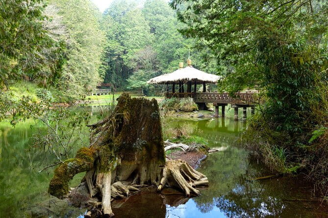 Alishan Join In Day Tour from Taichung (Incl. Park Entrance) - Why Alishan works as a day trip from Taichung