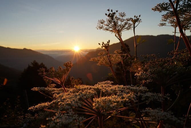 Alishan One Day Tour from Taichung - Three hours and 20 minutes in Alishan Forest Recreation Area