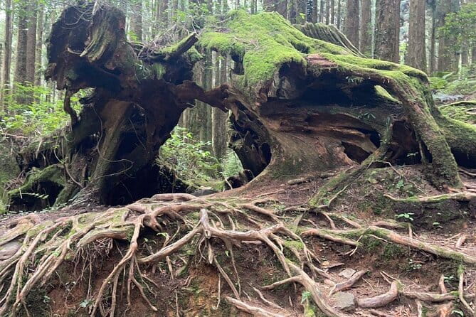 Alishan One Day Tour from Taichung - Longyin Temple: a calm start among the hills
