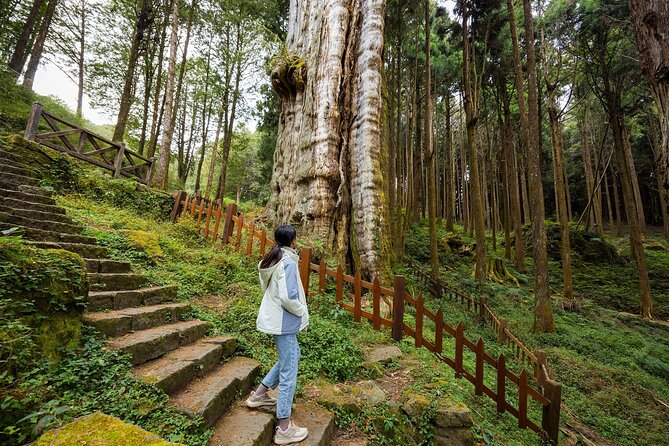 Alishan Taiwan 2 Day Private Tour from Taipei - Why two days works better than a quick Alishan visit