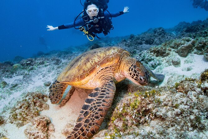 Discover Scuba Diving With Sea Turtles – Xiaoliuqiu, Taiwan - Key points to know before you book