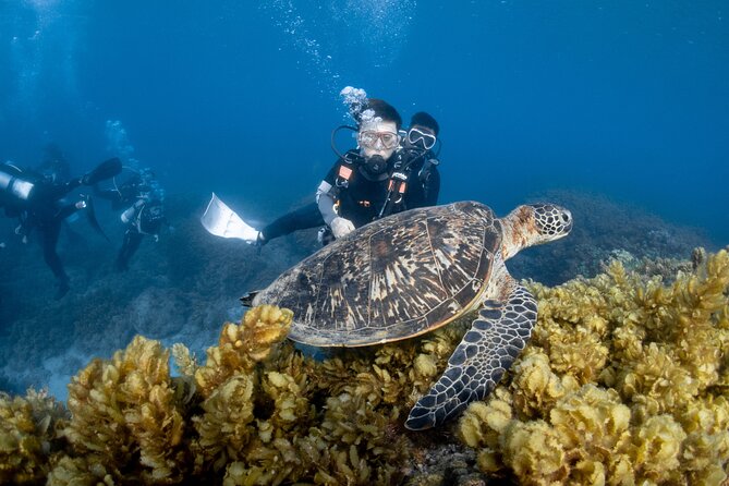 Discover Scuba Diving With Sea Turtles – Xiaoliuqiu, Taiwan - Why Xiaoliuqiu is special for first-time scuba