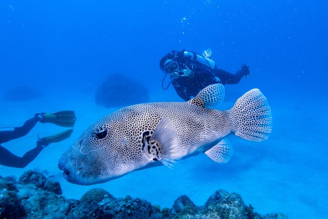 Discover Scuba Diving With Sea Turtles – Xiaoliuqiu, Taiwan - Meeting turtles and exploring the reef