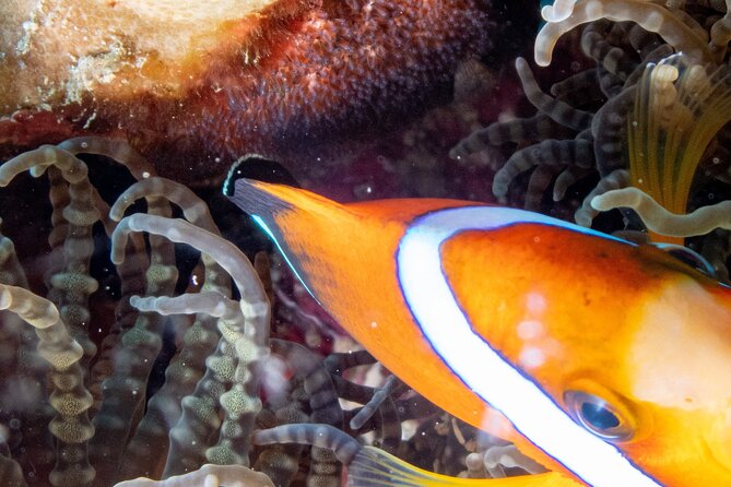 Discover Scuba Diving With Sea Turtles – Xiaoliuqiu, Taiwan - Underwater photos make the $83 price easier to judge