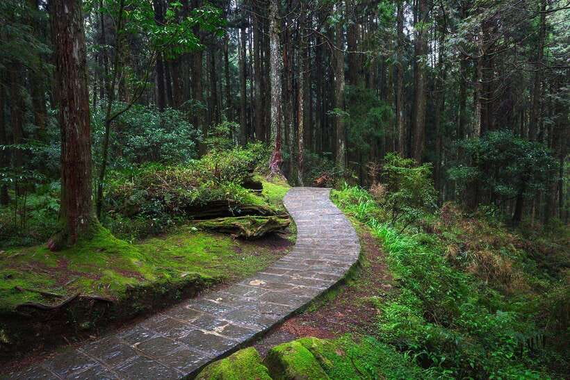 From Taipei City: 3-Day Sun Moon Lake & Alishan Private Tour - Why this private route works well