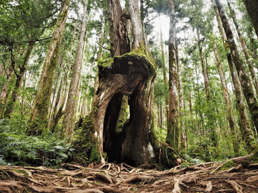 From Taipei: Taipingshan National Forest Private Day Tour - Why Taipingshan makes a worthwhile escape from Taipei