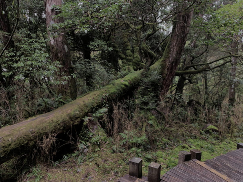 From Taipei: Taipingshan National Forest Private Day Tour - Who should book this Taipingshan day trip?