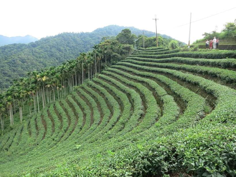 From Taipei: Thousand Island Lake and Pinglin Tea Plantation - Pinglin Tea Museum in a traditional courtyard