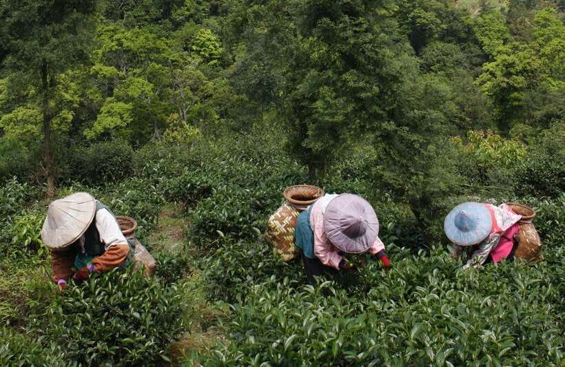 From Taipei: Thousand Island Lake and Pinglin Tea Plantation - Pinglin Old Street and the return to Taipei