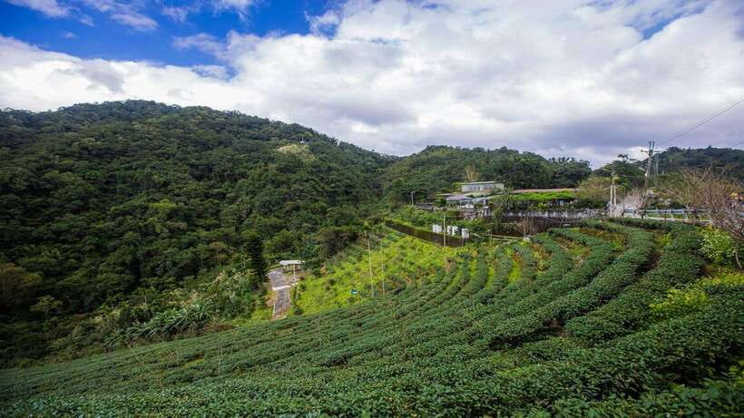 From Taipei: Thousand-Island Lake & Tea Museum Private Tour - Key points at a glance