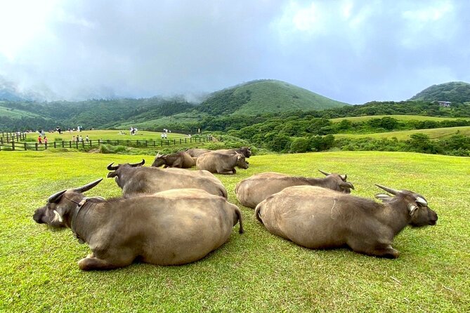 Full-day Tour in Yangmingshan & Beitou from Taipei (Small Group) - How much value you get for $75