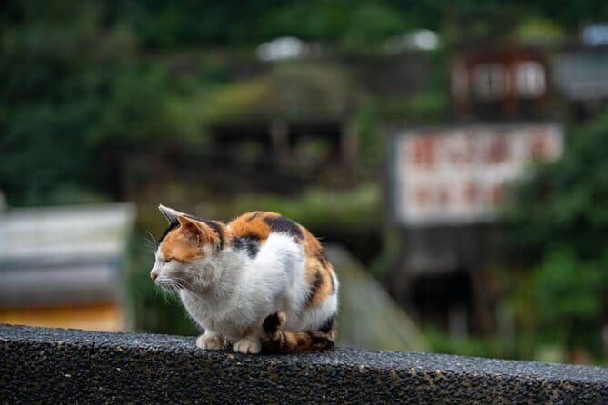 Jiufen, Shifen and Houtong Cat Village Private Tour - Key points to know before booking