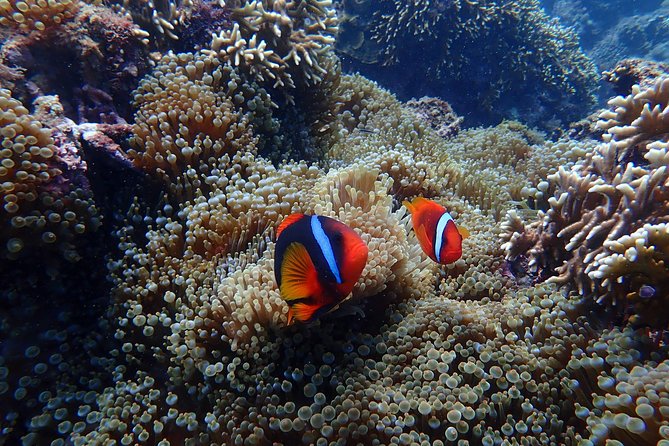 Kenting, Taiwan｜Snorkeling Free underwater photography One-on-one with instructor｜Taiwan Diving Snorkeling - Getting to the water and entering Kenting National Park