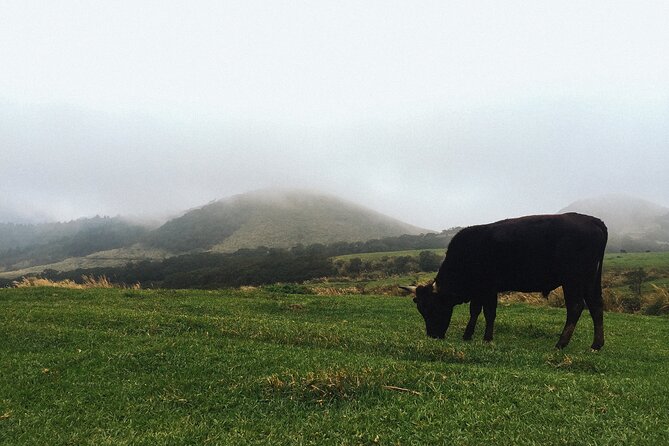 One Day Hike around Taipei's Yangmingshan National Park - Why Yangmingshan makes a strong day trip from Taipei