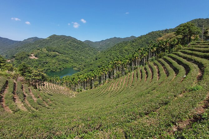 Pinglin Tea Culture & Maokong Day Tour from Taipei - Riding the Maokong Gondola into tea country