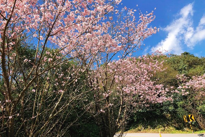 Taipei Cherry Blossom Day Tour to Yangmingshan and Tamsui - A brief look at Danshuei