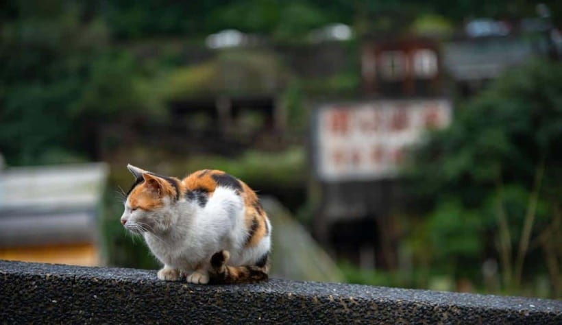 Taipei: Jiufen,Shifen & Houtong Cat Village Private Day Tour - Shifen Waterfall brings a strong start
