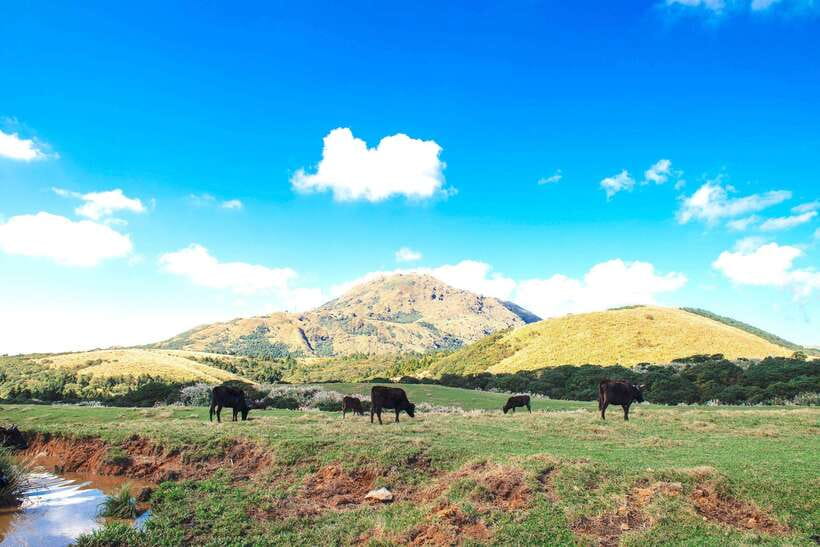Taipei: Yangmingshan & Beitou Full-Day Tour - Yangmingshan National Park: flowers, grass, and volcanic ground