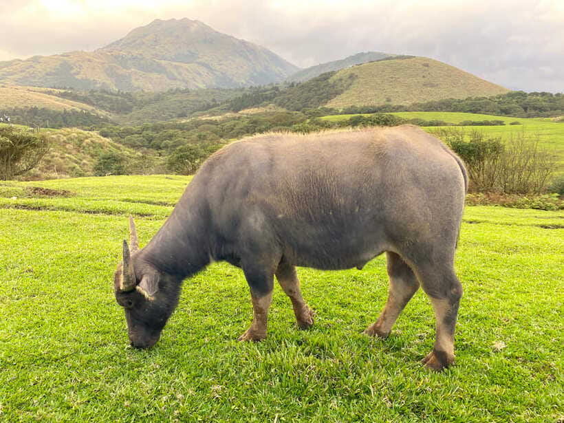 Taipei: Yangmingshan & Beitou Full-Day Tour - Beitou Hot Spring Museum and Geothermal Valley