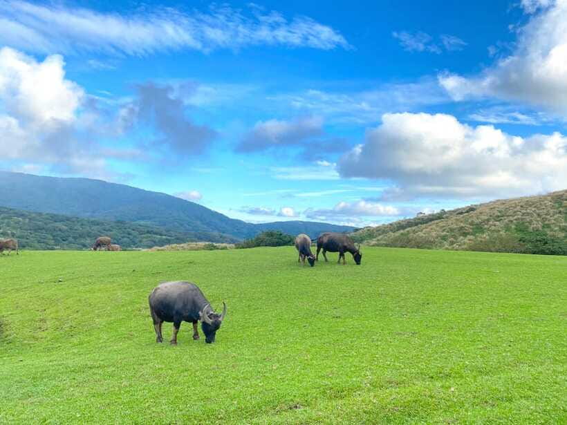 Taipei: Yangmingshan & Beitou Full-Day Tour - Shilin Night Market is a useful finish