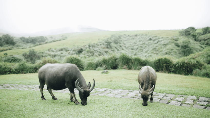 Taipei: Yangmingshan National Park Half-Day Tour - How the five-hour schedule feels