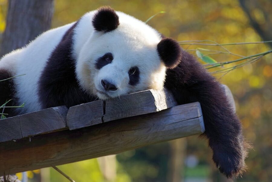 Taipei: Zoo Entrance Ticket - Taipei Zoo offers a full day of animal exhibits