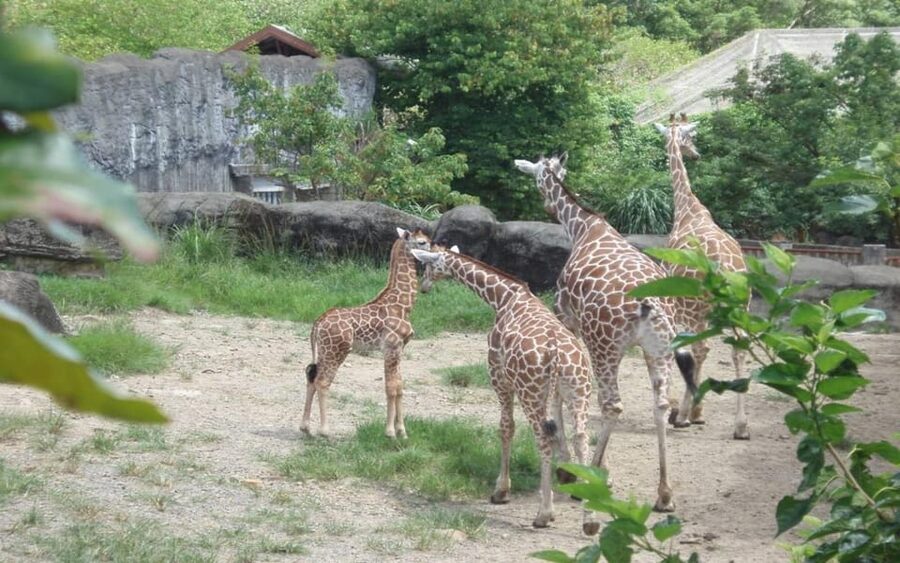 Taipei: Zoo Entrance Ticket - The combo works best when you want a varied day