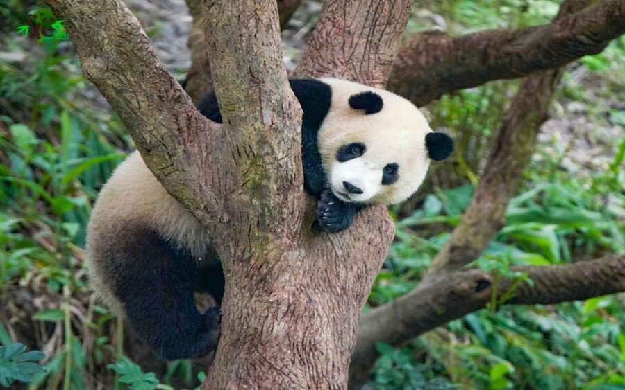 Taipei: Zoo Entrance Ticket - Who will get the most from this experience