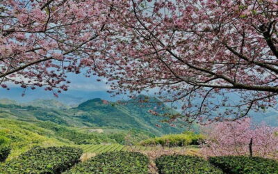 Alishan National Forest Recreation Area E-ticket