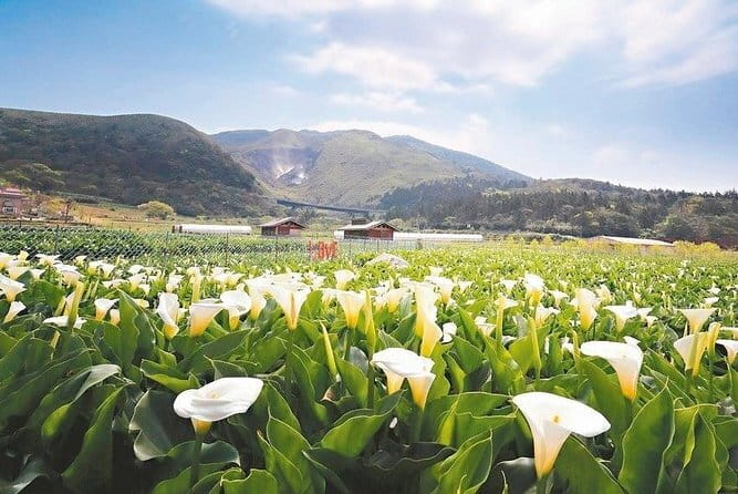 Taiwan TST : Private Tour Taipei, Yangmingshan, Beitou, Tamsui - Xiaoyoukeng’s volcanic ground