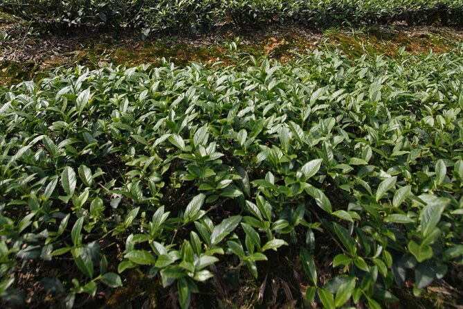 Thousand Island Lake and Pinglin Tea Plantation from Taipei - Why this is a good break from Taipei