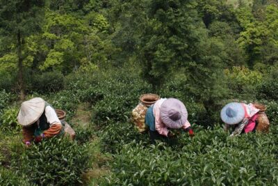 Thousand Island Lake and Pinglin Tea Plantation from Taipei