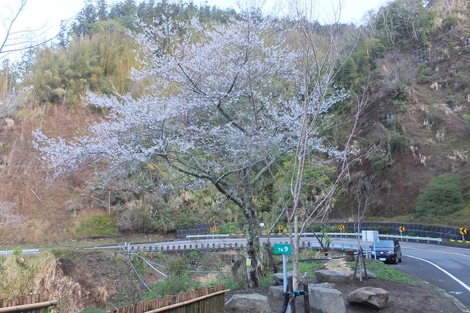 Two-day Sun Moon Lake & Alishan Forest Park Tour Package - Who should book this two-day trip